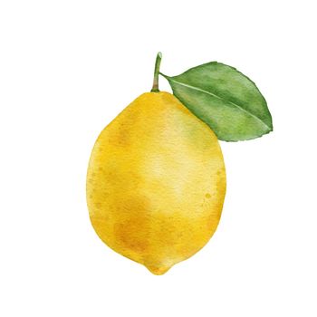 Lemon fruit with leaf. Hand draw watercolor illustration isolated on white.
