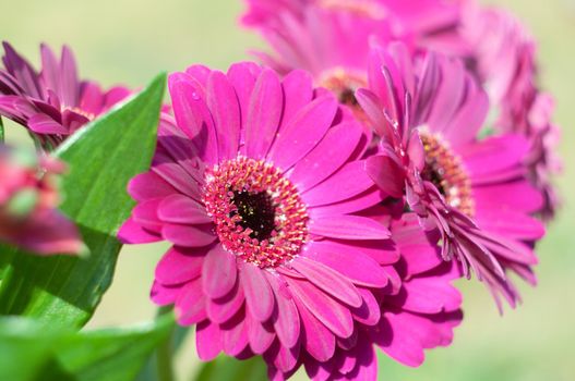Bouquet of purple gerberas, close angle, spring mood, flower background, mother's day gift, dew drops on bud petals, tactile, visual enjoyment. High quality photo