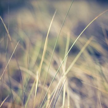 Nature background, environmental and agriculture concept - Rural field, a day in countryside