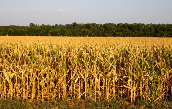 Golden ripe corn field against the background of the dawn sky.