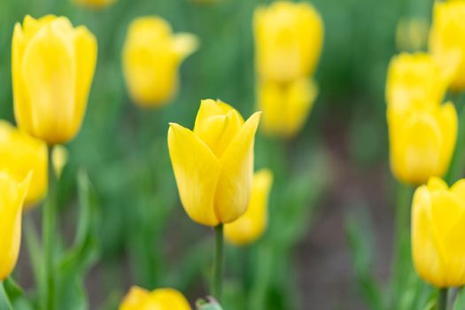 Yellow flowers background outdoor Spring season flowers Selective focus