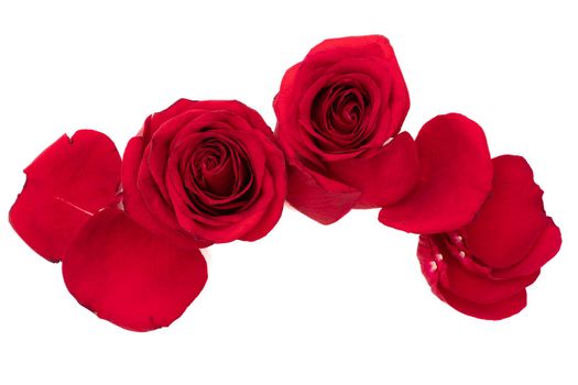 Two red roses with petals isolate on white background