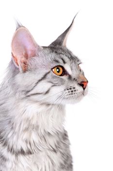 Silver tabby maine coon kitten, 5 month, of a white background