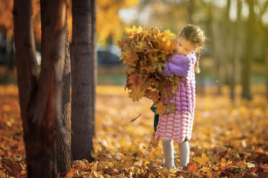 Girl 5-7 years old walks in the autumn park and collects a large bouquet of fallen leaves.