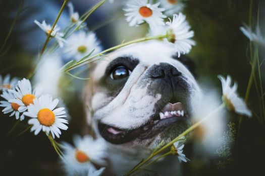 Amazing white French bulldog with spots sits in a meadow surrounded by white chamomile flowers