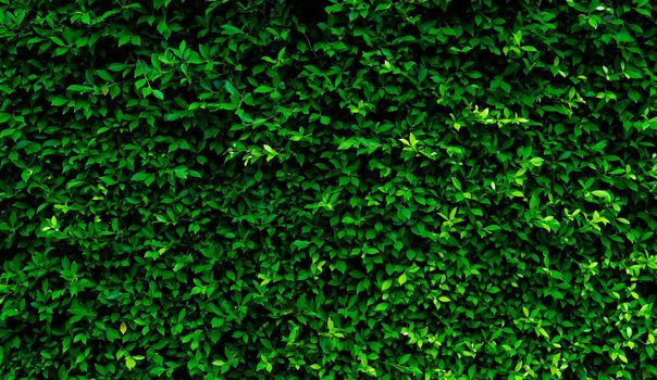 Small green leaves in hedge wall texture background. Closeup green hedge plant in garden. Eco evergreen hedge wall. Natural backdrop. Beauty in nature. Green leaves with natural pattern wallpaper.