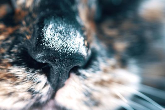 Close-up of black nose of a cat. Light woolen cheeks with a mustache. Pet in front of the camera. Adorable domestic animal.