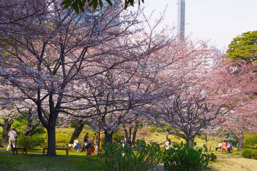 Cherry landscape. Shooting Location: Tokyo Chofu City