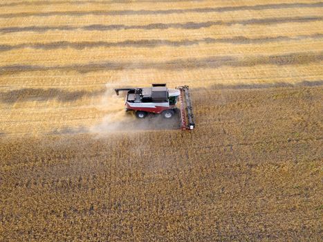 Harvesting of grain crops.Harvesting wheat,oats and barley in fields,ranches and farmlands.Combines mow wheat in the field.Agro-industry.Combine Harvester Cutting on wheat filed.Machine harvest wheat