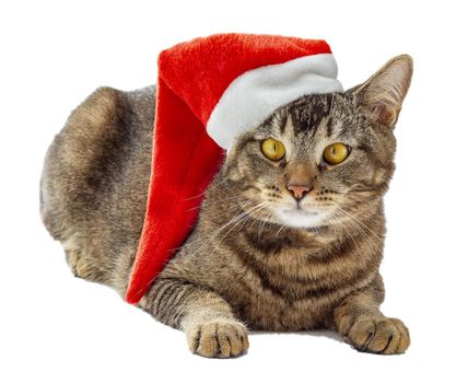 Isolated tricolor cat with yellow eyes and red x-mast santa hat on head looking aside on white background