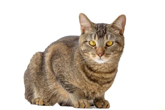 Isolated tricolor cat with yellow eyes looking aside on white background