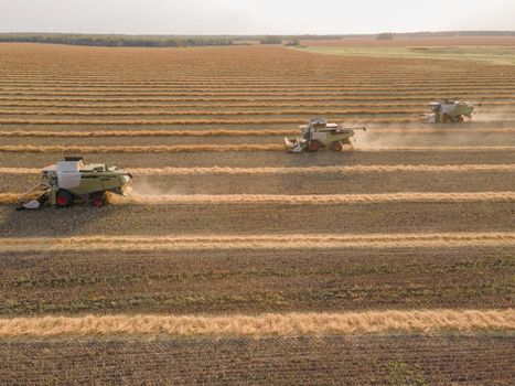 Combines mow rapeseed in the field.Agro-industrial complex.The combine harvester cuts rapeseed .The machine removes rapeseed.Harvesting of grain crops.Harvesting  in ranches and agricultural lands