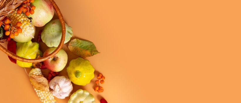 Banner with top view autumn harvest basket with corn, apples, zucchini and peppers on a orange background. Copy space