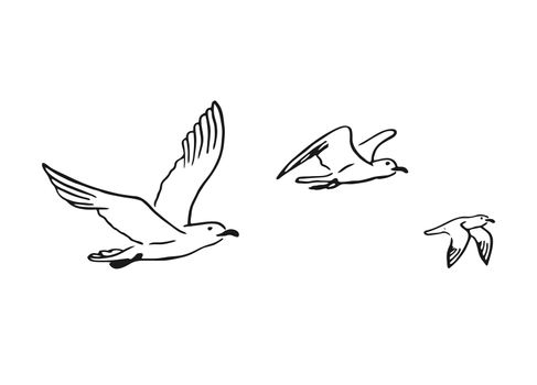 Set of flying seagulls. Hand drawn illustration converted to vector.