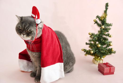 a gray sad british cat in a santa costume sits in a basket near the christmas tree, High quality photo