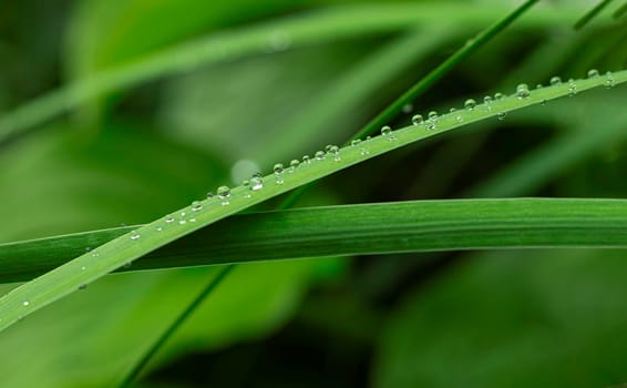Water droplets on the green leaves after the rain with selective focus. natural background with brilliant rainbow dew drops on bright juicy green leaves. Green texture background with drops