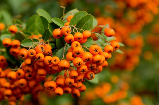 orange colored Pyracantha fruit close up on the bush. High quality photo