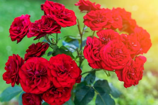 A Red Rose Bush. lots of red rosebuds close-up. The concept of gardening, floristry, landscape design