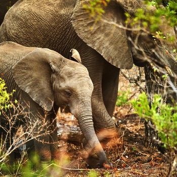 Sticking close to his mother. na mother elephant and her young calf in their natural habitat