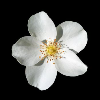 White rose agrestis black on an isolated background. High quality photo