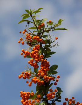 orange colored Pyracantha fruit close up on the bush. High quality photo