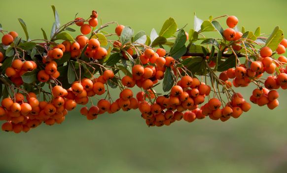 orange colored Pyracantha fruit close up on the bush. High quality photo