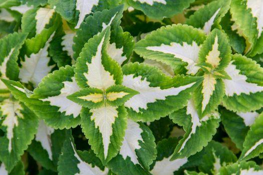 Ornamental leaves with a green white pattern. background, High quality photo