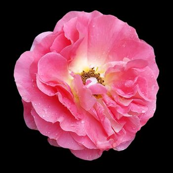 pink rose isolated on black background dicut with clipping path. High quality photo