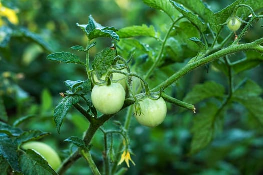 Cherry tomatoes ripening in an orchard during summer. organic farms. Green natural tomatoes growing on branch in a greenhouse. tomato plant with still green, unripe tomatoes, garden season begins.