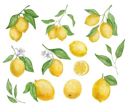 Lemon fruits with leaves and flower watercolor set. Hand draw illustration isolated on white. Lemon Slice
