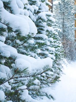 Snowy pine trees along a walking trail like a winter wall, vertikal image