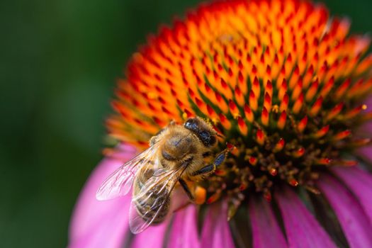 Bee collects nectar from the head of a red flower