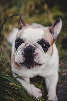 Amazing white French bulldog with spots in a meadow on a sunny summer clear day