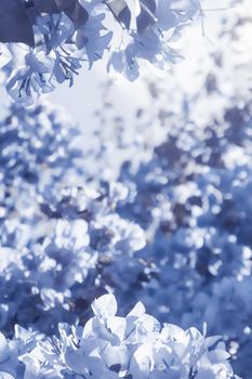 Flower background, spring nature and botanical beauty concept - Blue floral composition