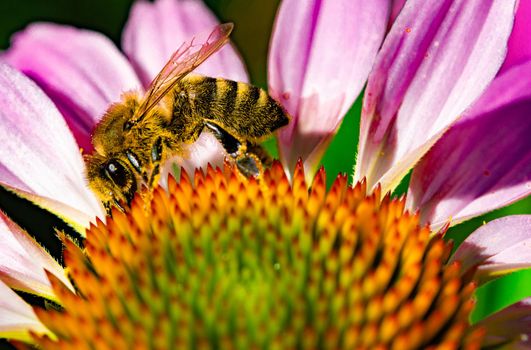 Bumblebee collects nectar from the head of a red flower