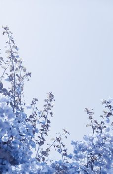 Flower background, spring nature and botanical beauty concept - Blue floral composition