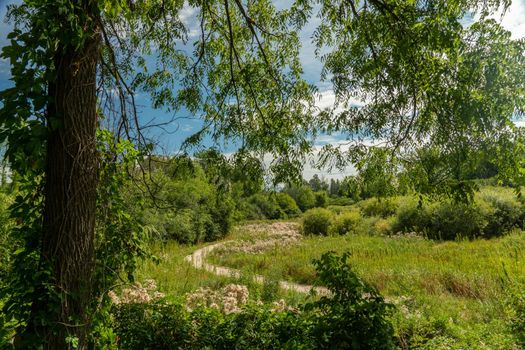 The path passes through lush, green, uncontrolled thickets.