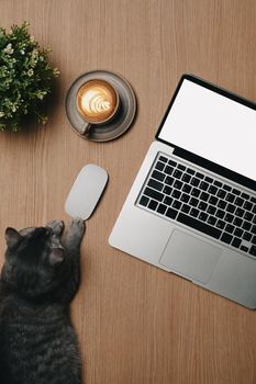 Above view mock up laptop, coffee cup and cat on wooden table.