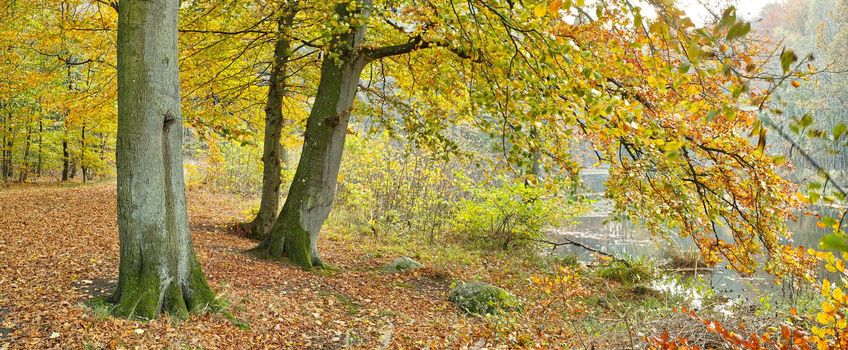 In the colors of autumn. Autumn colors in the forest - Denmark