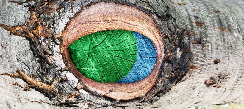 A cut of a tree branch, similar to an eye. Old wooden surface, texture for the background. Bark texture, tree trunk in the forest.