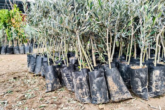 Many olive tree seedlings in plant nursery prepared for sale, for landing. Lower angle