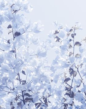 Flower background, spring nature and botanical beauty concept - Blue floral composition