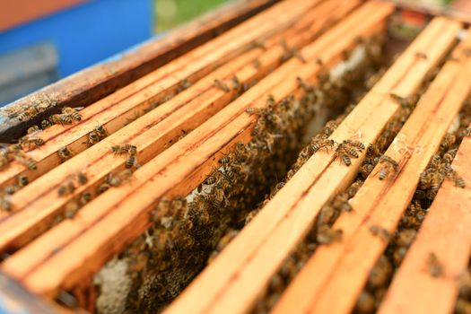 A beehive with bees. Close up