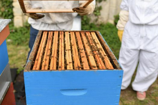 A beehive with bees. Close up