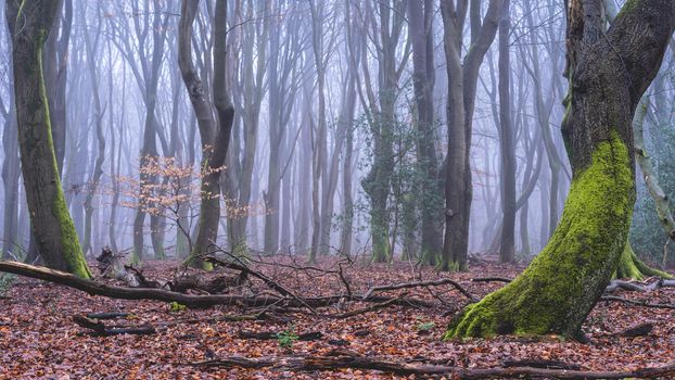 Foggy day in the forest in The Netherlands, Speulderbos Veluwe.