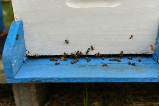 The bees fly into the box. Wooden beehive