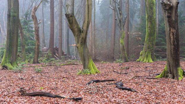 Foggy day in the forest in The Netherlands, Speulderbos Veluwe.