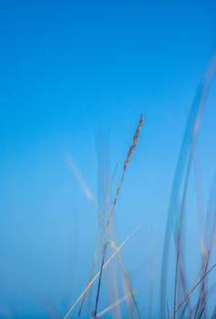 Nature background, environmental and agriculture concept - Rural field, a day in countryside