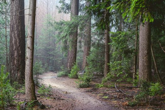 Foggy day in the forest in The Netherlands