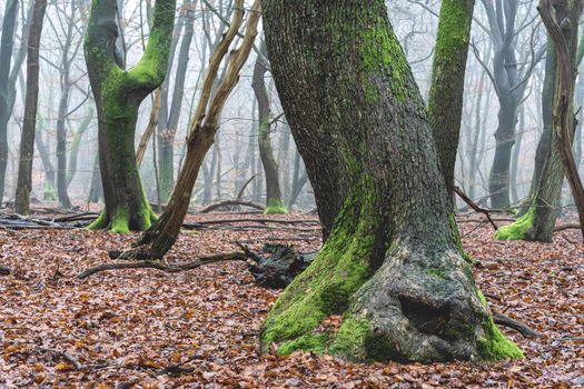 Foggy day in the forest in The Netherlands, Speulderbos Veluwe.